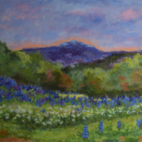 Lupine-Field-Available