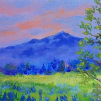 Lupines-at-Sunrise  - Available