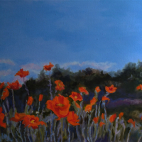 Poppy-field-2025  Available