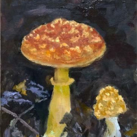yellow-patches-amanita
